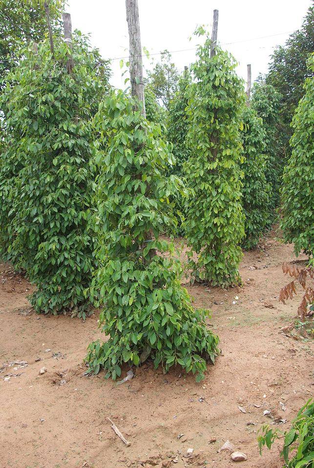 Pfefferfarmen (Kampot-Pfeffer)